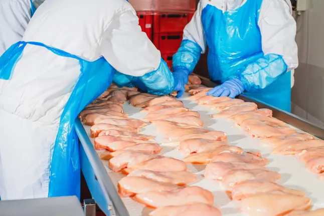 Turkey Sourcing Agency -Turkey's Egg Production and Poultry Export