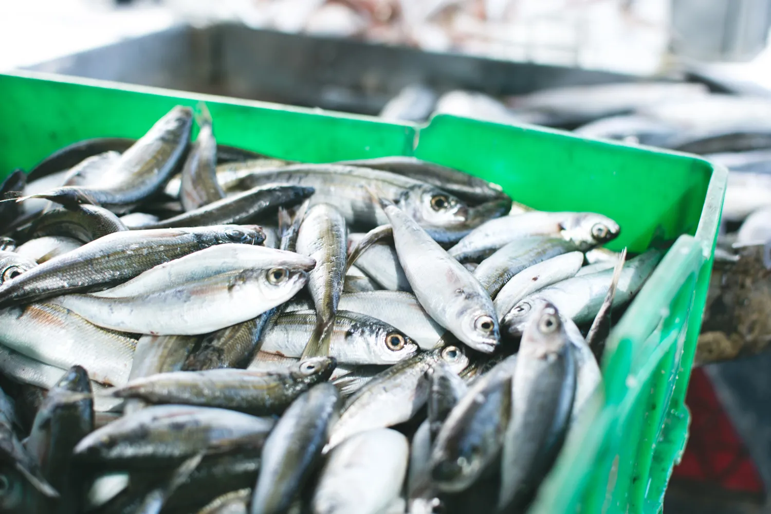 Turkey Sourcing Agency | Seafood & Fish Products Manufacturers & Sourcing Service – Turkey