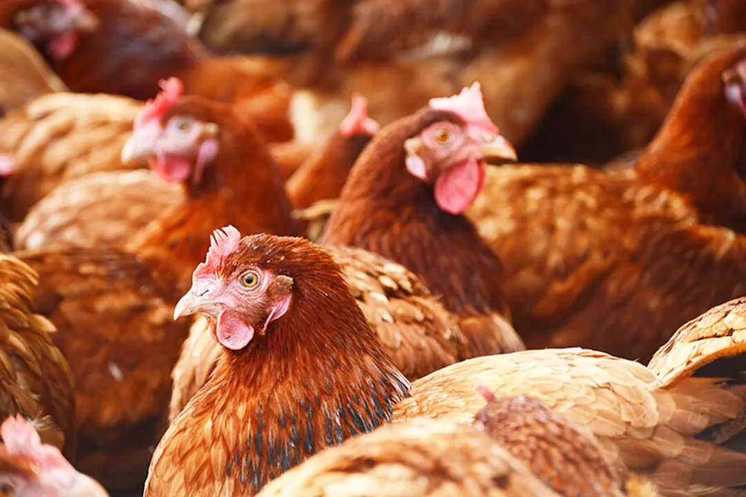 Turkey Sourcing Agency -Turkey's Egg Production and Poultry Export