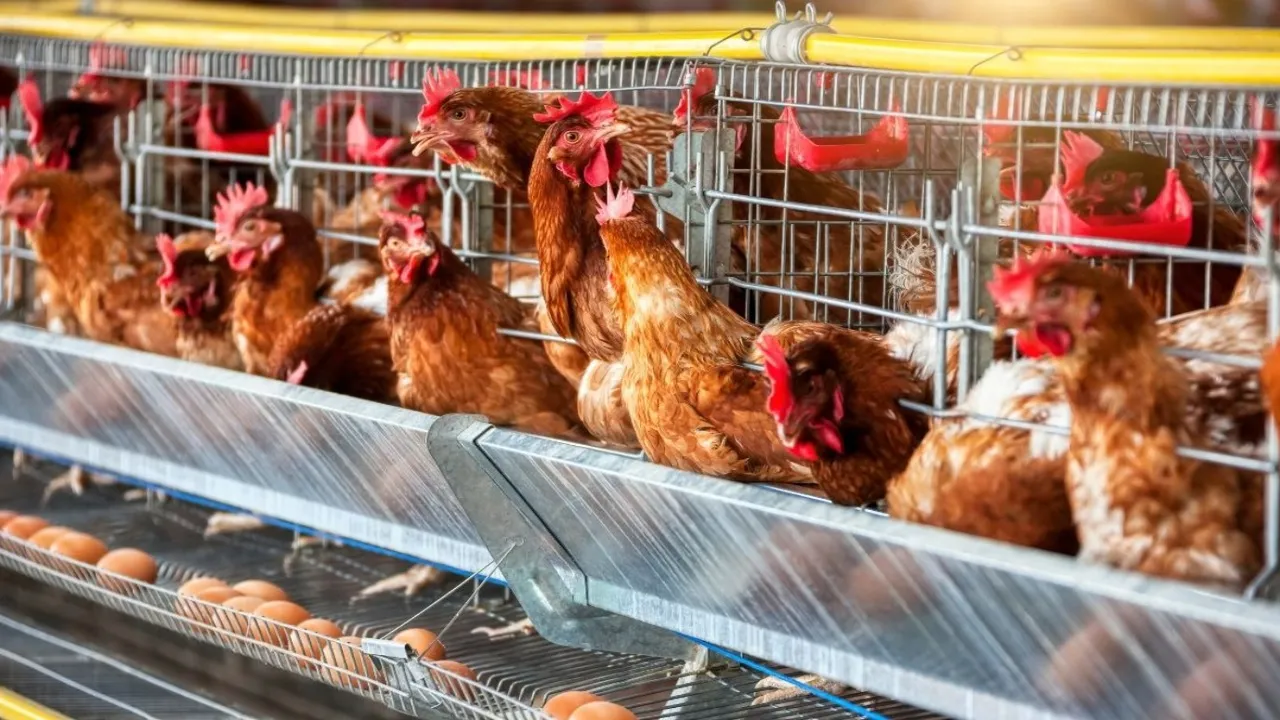 Turkey Sourcing Agency | Turkey’s Egg Production and Poultry Export