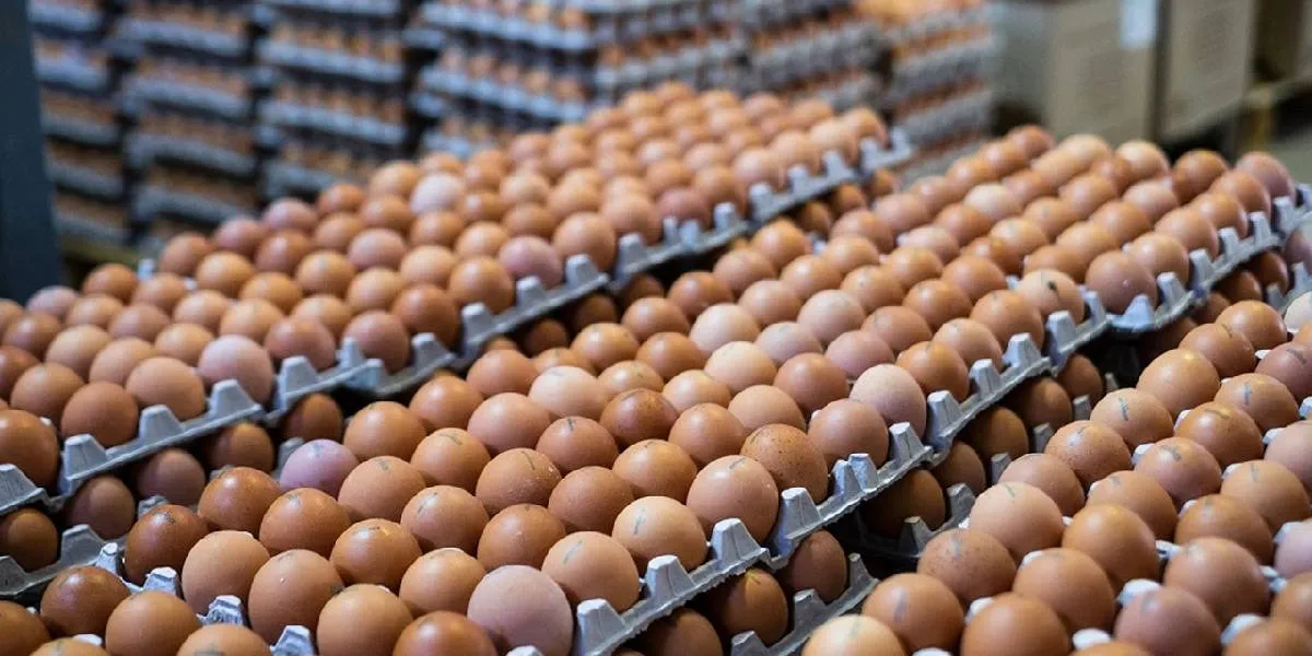 Turkey Sourcing Agency | Turkey’s Egg Production and Poultry Export