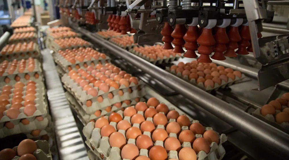 Turkey Sourcing Agency -Turkey's Egg Production and Poultry Export