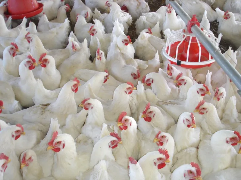 Turkey Sourcing Agency -Turkey's Egg Production and Poultry Export