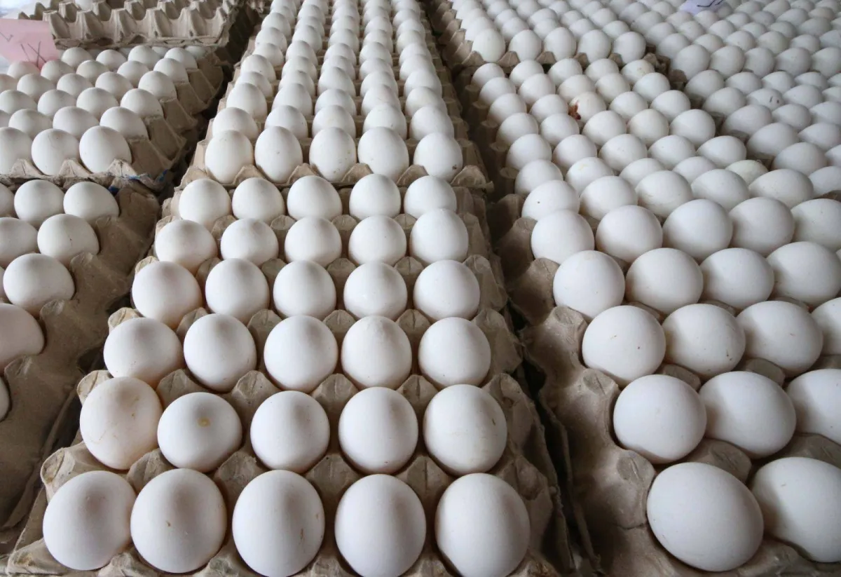 Turkey Sourcing Agency -Turkey's Egg Production and Poultry Export