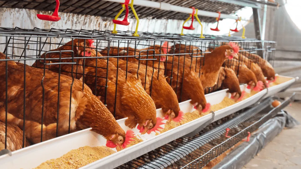 Turkey Sourcing Agency -Turkey's Egg Production and Poultry Export