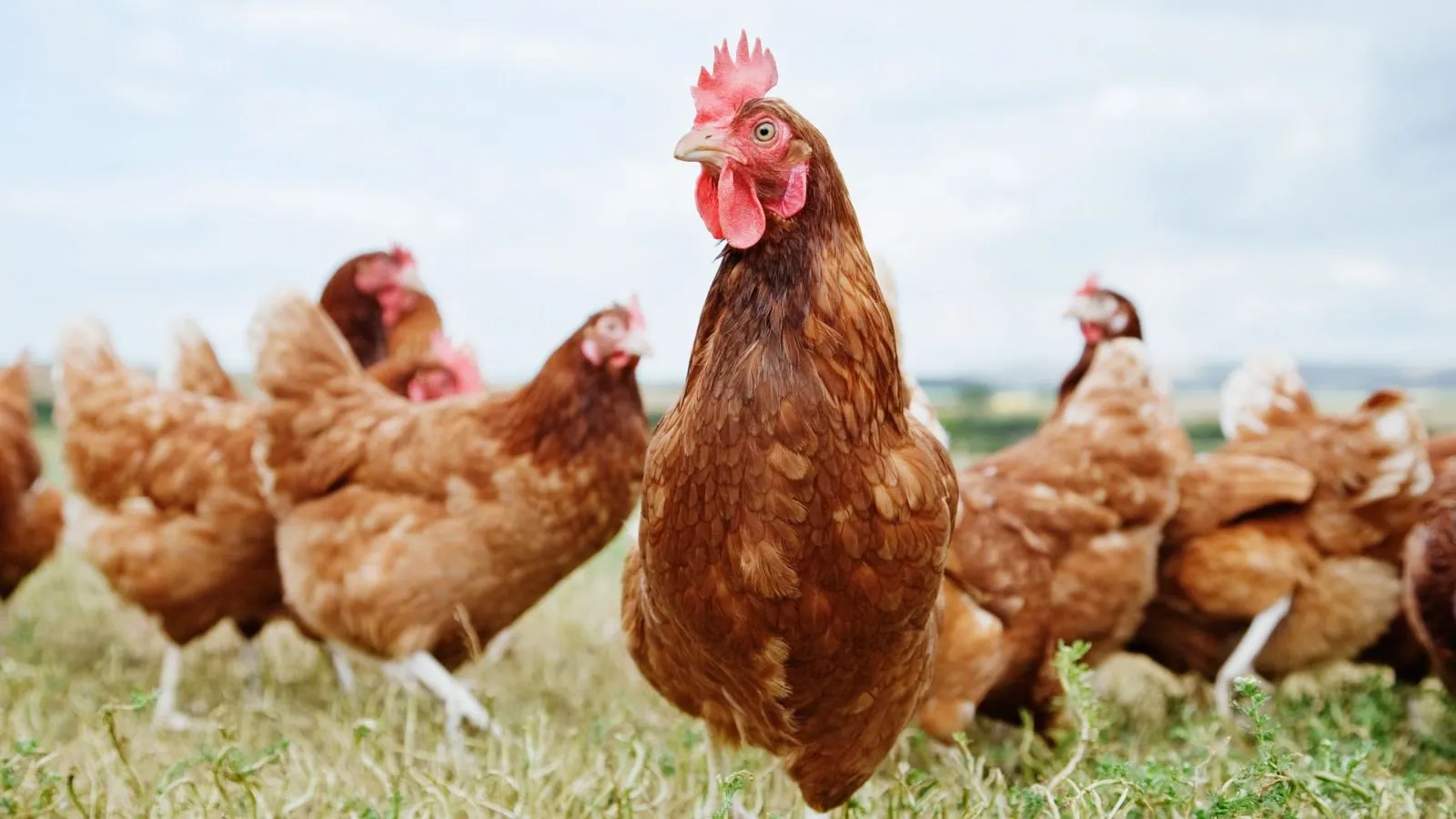 Turkey Sourcing Agency | Turkey’s Egg Production and Poultry Export