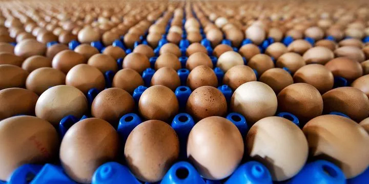 Turkey Sourcing Agency | Turkey’s Egg Production and Poultry Export